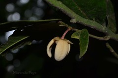Phaeanthus malabaricus